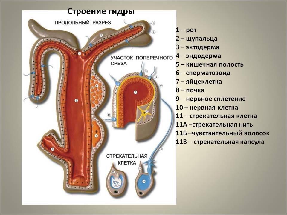 Кракен ат сайт